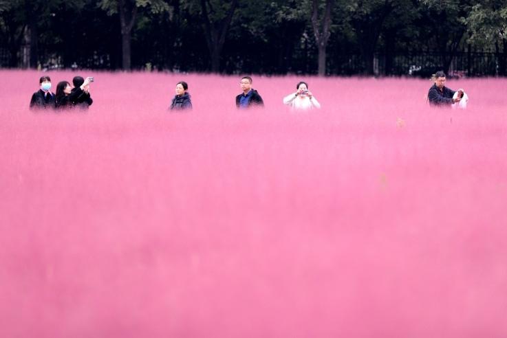 邂逅這片“粉霧?！?>
     <p>邂逅這片“粉霧?！?/p>
</a>
        </div>
    </div>
    <!--推薦圖集end-->
    <div   id=
