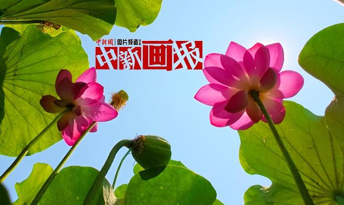 一朵荷花開 夏意滿塘來(lái)
