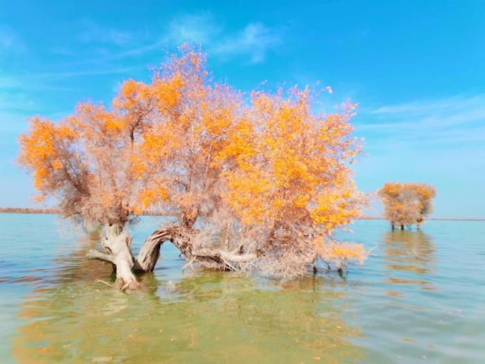 新疆沙雅縣胡楊林進(jìn)入最佳觀賞期