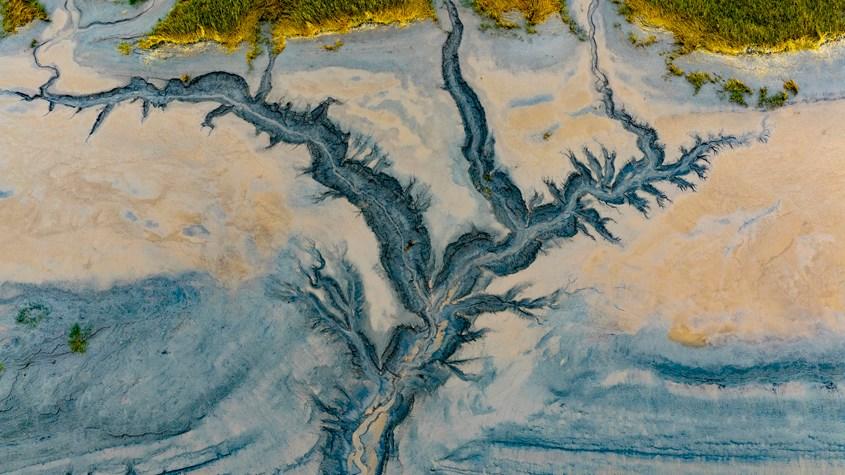 浙江嘉興“潮汐樹”景觀宛如水墨畫