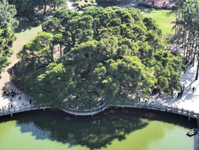 榕城“榕樹王”獨(dú)木成林 冠幅達(dá)1330平方米