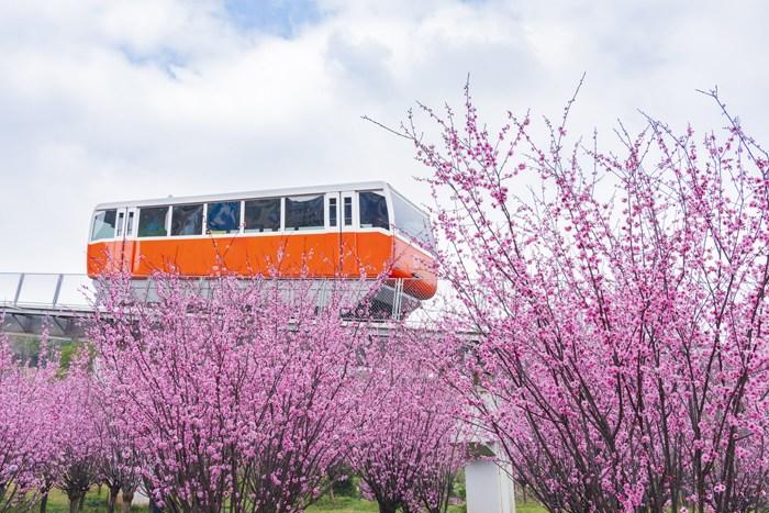纜車穿梭“粉色花?！?宛若進(jìn)入童話世界 